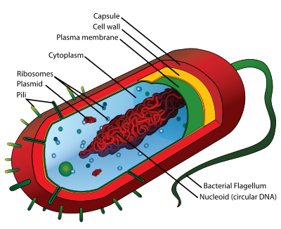 prokaryote cell